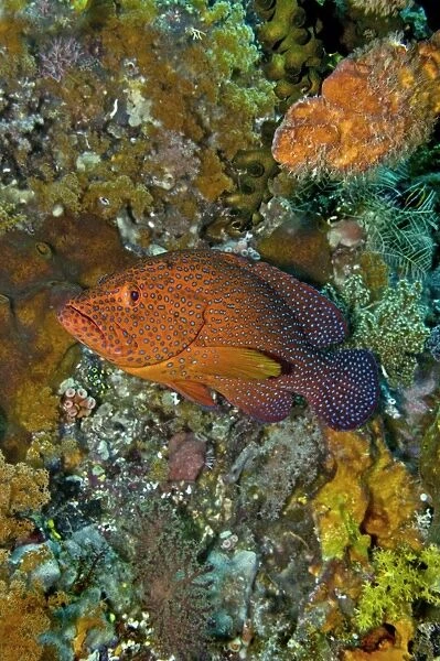 Coral Grouper - Indonesia