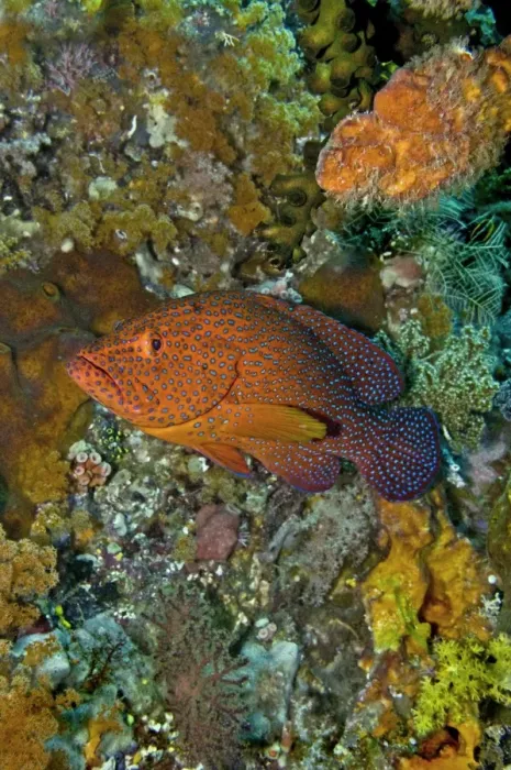 Framed Print : Coral Grouper - Indonesia Framed Print : Coral Grouper - Indonesia