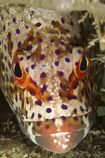 Coral Grouper - Indonesia