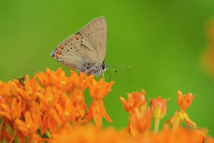 Framed Print : Coral Hairstreak (Satyrium titus) on Butterfly Milkweed (Asclepias tuberosa) Stephen A. Forbes State Park, Illinois. Date: 28-06-2020 Framed Print : Coral Hairstreak (Satyrium titus) on Butterfly Milkweed (Asclepias tuberosa) Stephen A. Forbes State Park, Illinois. Date: 28-06-2020