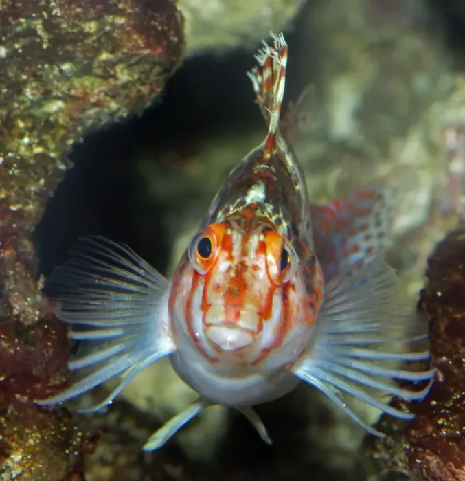 Framed Print : Coral Hawkfish - Indo Pacific reefs Framed Print : Coral Hawkfish - Indo Pacific reefs