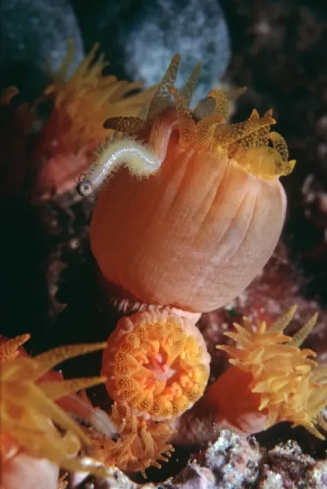 Framed Print : Coral polyps - Night. Feeding on polychate worm, Coral polyps are carnivours. They feed on other animals Heron Is. Great Barrier Reef. Australia Framed Print : Coral polyps - Night. Feeding on polychate worm, Coral polyps are carnivours. They feed on other animals Heron Is. Great Barrier Reef. Australia