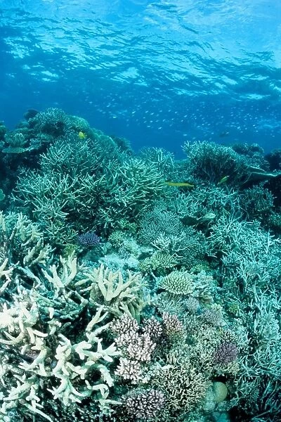 Coral reef scene dominated by branching coral (Acropora spp). Ribbon Reef Number 10, Great Barrier Reef Marine Park, Queensland, Australia