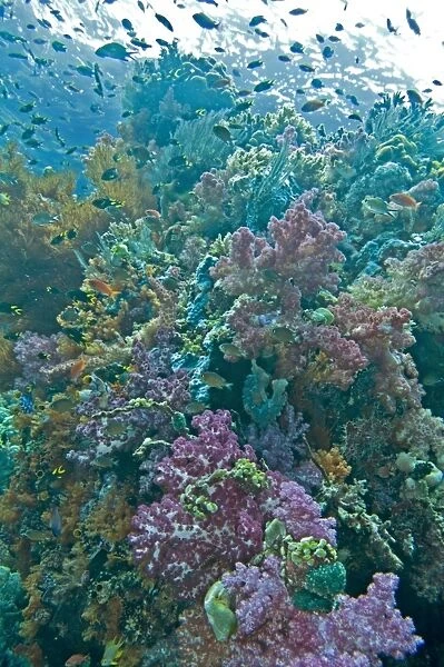 Coral reef scene on a healthy reef - with Soft and Hard Corals, Ascidians, Sponges and Anthias - Raja Ampat - Indonesia