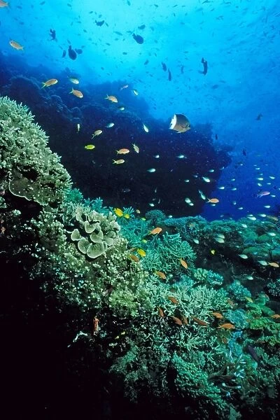 Coral reef scene. Ribbon Reef Number 10, Great Barrier Reef Marine Park, Queensland, Australia