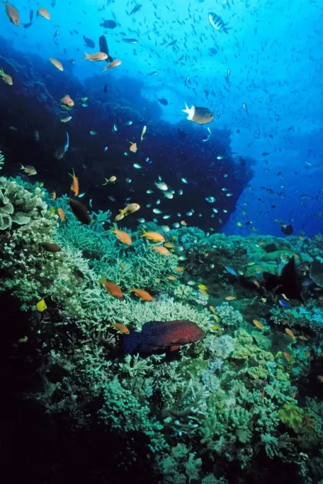 Framed Print : Coral reef scene. Ribbon Reef Number 10, Great Barrier Reef Marine Park, Queensland, Australia