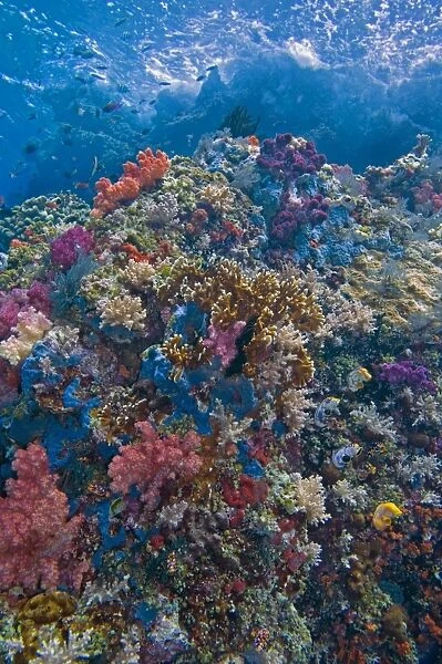 Coral reef scene - rich tropical reef with Sponges, Ascidians, Soft and Hard Corals - Water tempreture 29 degrees - Depth3 meters - Indonesia