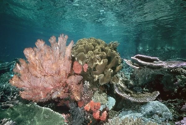 Coral reef scene VT 8223 Great Barrier Reef, Queensland, Australia © Ron & Valerie Taylor  /  ARDEA LONDON
