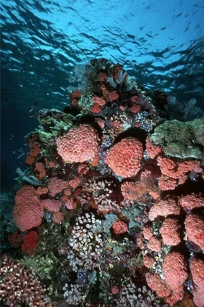 Coral reef scene VT 8224 Great Barrier Reef, Queensland, Australia © Ron & Valerie Taylor  /  ARDEA LONDON