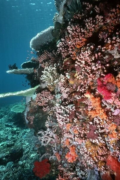 Coral reef scene VT 8231 Great Barrier Reef, Queensland, Australia © Ron & Valerie Taylor  /  ARDEA LONDON