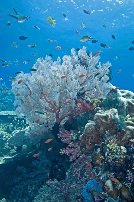 Framed Print : Coral scene - Raja Ampat - Indonesia Framed Print : Coral scene - Raja Ampat - Indonesia