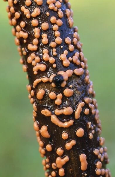 Coral-spot Fungus - growing on dead wood