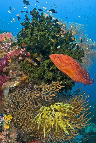Coral trout (Plectropomus leopardus) swims