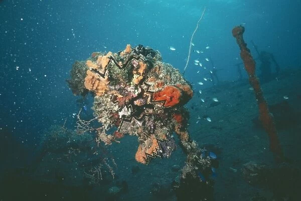 Coral VT 2671 Colonised wreck, Truck Lagoon, Indo Pacific. © Ron & Valerie Taylor  /  ardea. com