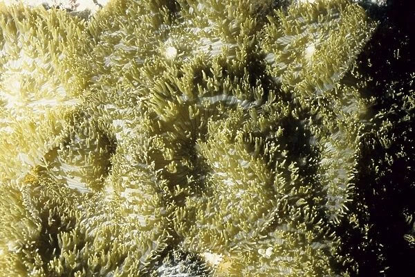 Coralliomorph Andaman Sea, Myanmar DWD00617