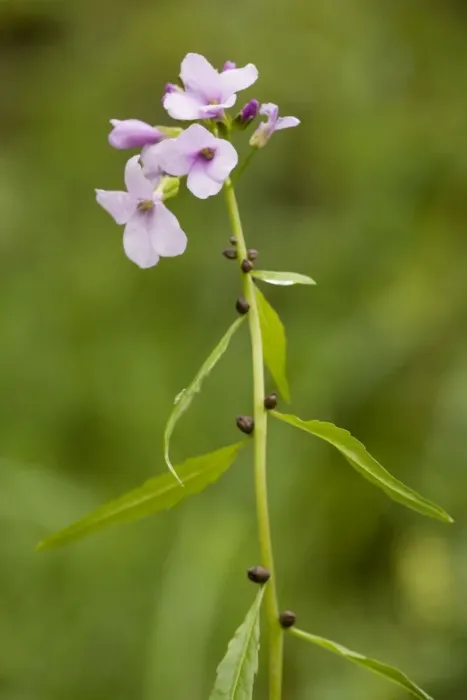 Framed Print : Coralroot (bittercress) (Cardamine bulbifera = Dentaria). Very rare in Chilterns Framed Print : Coralroot (bittercress) (Cardamine bulbifera = Dentaria). Very rare in Chilterns