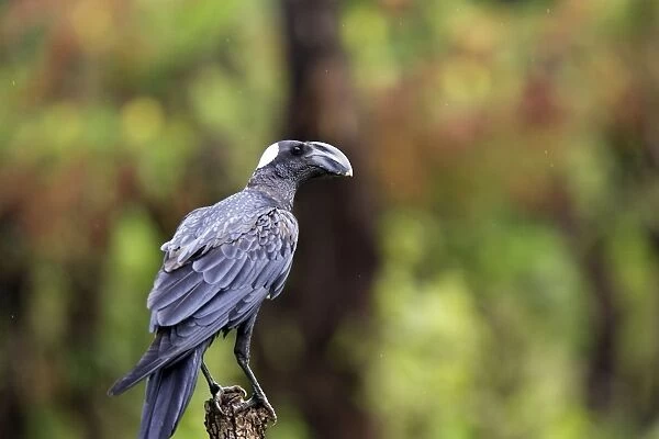 corbeau corbiveau en pays surma ( sud ouest de l'ethiopie)
