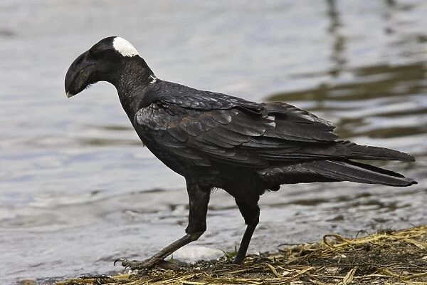 corbeau corbiveau Thick-billed Raven Corvus crassirostris