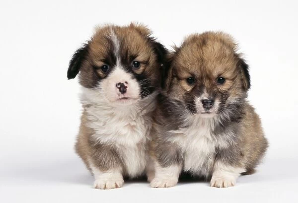 Corgi Dog - puppies
