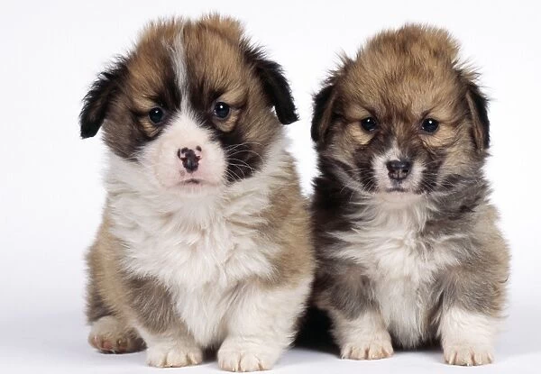 Corgi Dog - puppies