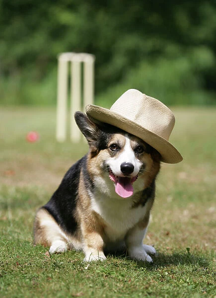 Corgi wearing hat in front of cricket stumps