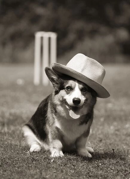 Corgi wearing hat in front of cricket stumps Digital Manipulation: sepia colour