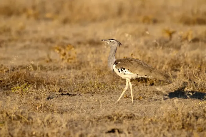 Framed Print : Cori Bustard - standing in evening light - Etosha National Park - Namibia Framed Print : Cori Bustard - standing in evening light - Etosha National Park - Namibia