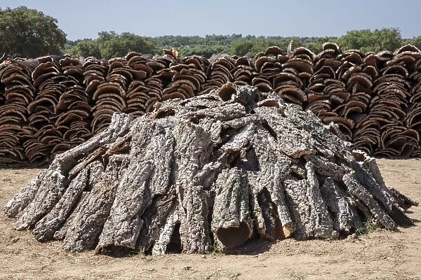 Cork Oak left to dry in piles bark from initial
