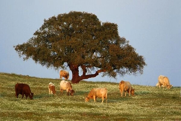 Cork Oak - single tree on pasture, Extremadura, Spain