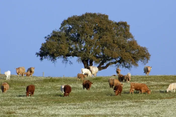 Framed Print : Cork Oak - single tree on pasture, Extremadura, Spain Framed Print : Cork Oak - single tree on pasture, Extremadura, Spain