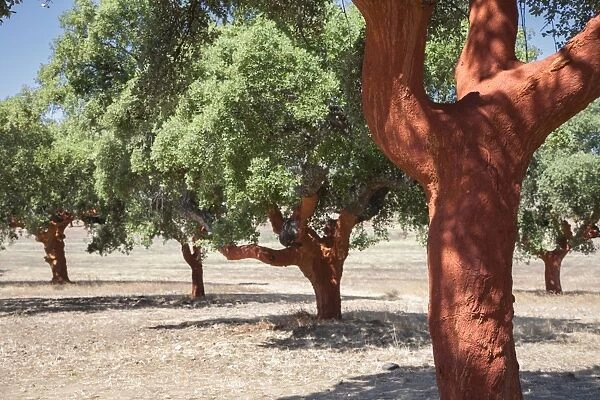 Cork Oak Tree with bark removed