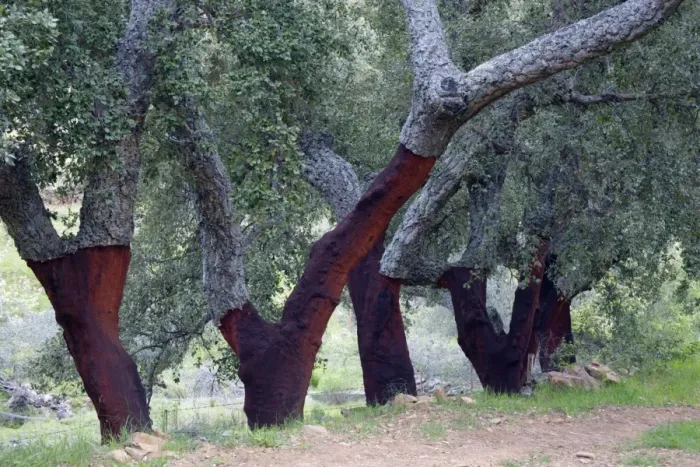 Framed Print : Cork Oak - trees with stripped stems, Extremadura, Spain Framed Print : Cork Oak - trees with stripped stems, Extremadura, Spain