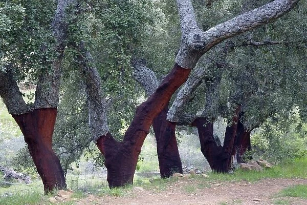 Cork Oak - trees with stripped stems, Extremadura, Spain