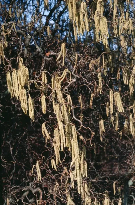 Framed Print : Corkscrew Hazel Framed Print : Corkscrew Hazel