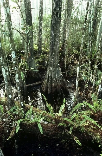 Corkscrew Swamp Sanctuary - ferns and pond - Cypress