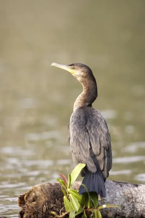 Framed Print : Cormoran vigua sur le lac Sandoval. Perou