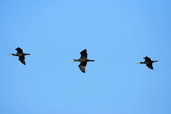 Cormorant - 3 birds in flight, Texel, Holland