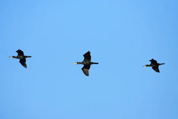 Framed Print : Cormorant - 3 birds in flight, Texel, Holland Framed Print : Cormorant - 3 birds in flight, Texel, Holland