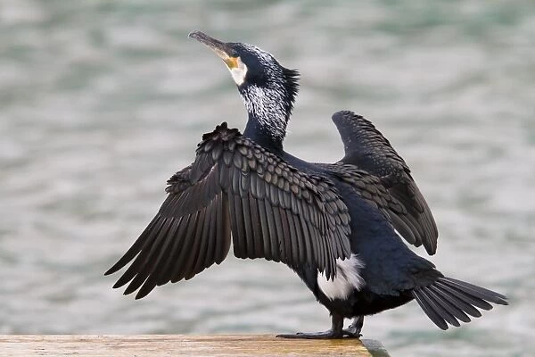 Cormorant - adult drying its wings - Wiltshire - England - UK