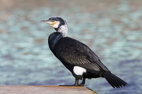 Cormorant - adult perching on jetty - Wiltshire - England - UK