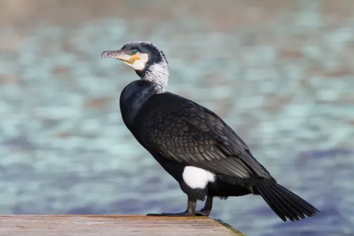 Framed Print : Cormorant - adult perching on jetty - Wiltshire - England - UK Framed Print : Cormorant - adult perching on jetty - Wiltshire - England - UK