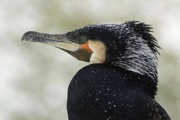 Cormorant - Continental species, male showing breeding plumage, april snow shower. Bavaria, Germany