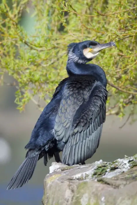 Framed Print : Cormorant - Cornwall - UK Framed Print : Cormorant - Cornwall - UK