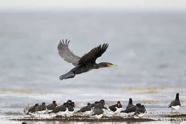 Cormorant - in flight above a flock of Oystercatchers - Northumberland - UK