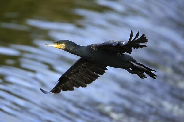 Cormorant - in flight over river, River Aln. Northumberland, UK