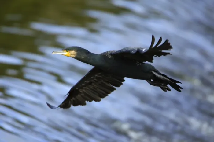 Framed Print : Cormorant - in flight over river, River Aln. Northumberland, UK Framed Print : Cormorant - in flight over river, River Aln. Northumberland, UK