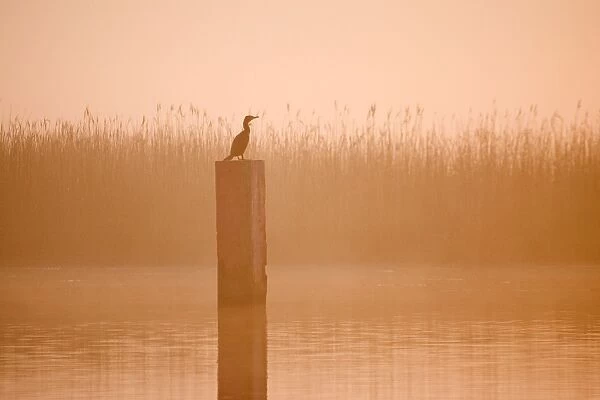 Cormorant - On post in misty sunrise with reedbed behind Hickling Broad Norfolk UK