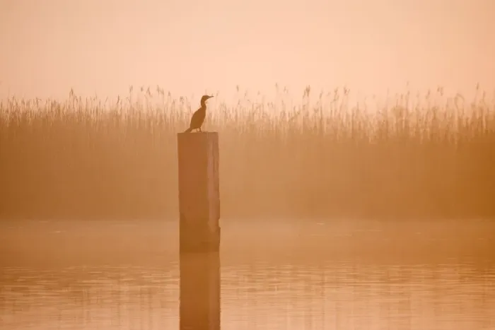 Framed Print : Cormorant - On post in misty sunrise with reedbed behind Hickling Broad Norfolk UK Framed Print : Cormorant - On post in misty sunrise with reedbed behind Hickling Broad Norfolk UK