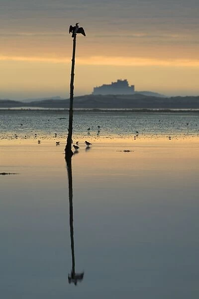 Cormorant- sitting on pole drying wings at low tide, Bamburgh castle in background, Lindisfarne National Nature Reserve, Northumberland, England
