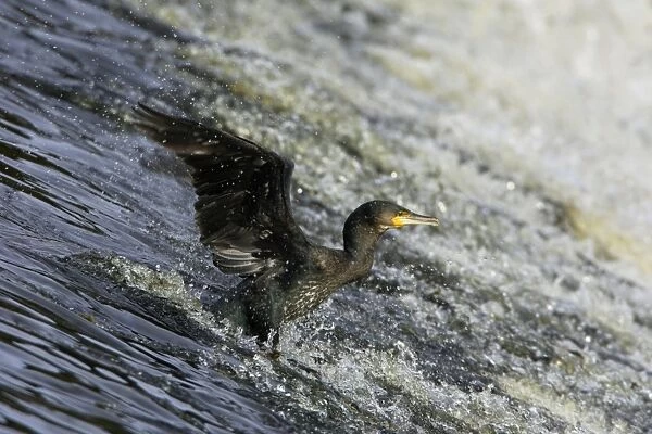 Cormorant - sliding down River Weir. Northumberland, UK